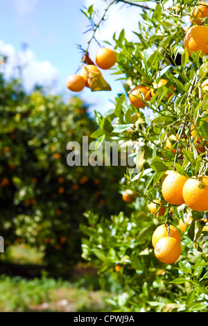 oranges growing in cyprus Stock Photo