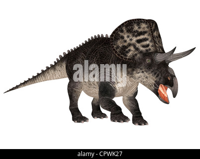 Illustration of a Zuniceratops (dinosaur species) isolated on a white background Stock Photo