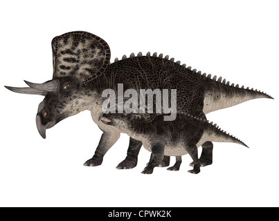 Illustration of an adult and a young Zuniceratops (dinosaur species) isolated on a white background Stock Photo