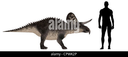 Illustration of a comparison of the size of an adult Zuniceratops (dinosaur species) with an average adult male human(1.8meters) Stock Photo