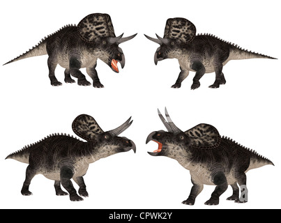 Illustration of a pack of four (4) Zuniceratops (dinosaur species) with different poses isolated on a white background Stock Photo