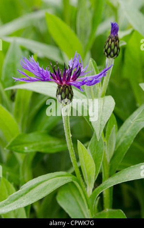Healthy pretty corn flower bracket flower garden Stock Photo