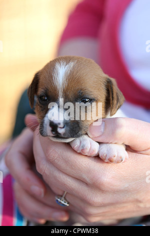 Two week old Jack Russell puppy Stock Photo