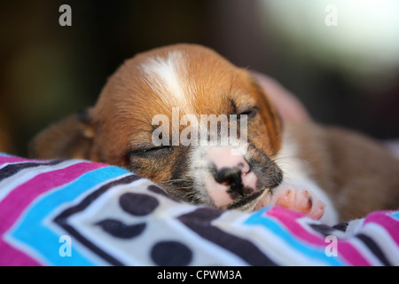 Two week old Jack Russell puppy Stock Photo