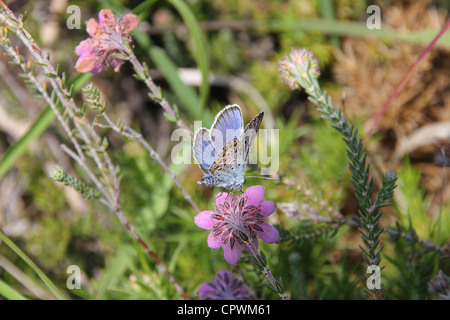 Silver Studded Blue Butterfly (Plebejus argus) male perched on Cross-leaved Heather (Erica tetralix), Canford heath, Poole Stock Photo