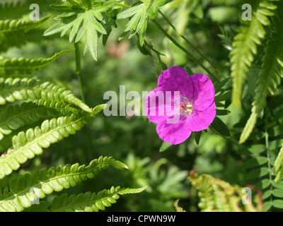 Bloody Cranesbill / Bloody Geranium / Geranium sanguineum / Blutroter Storchschnabel and Osterich fern Stock Photo