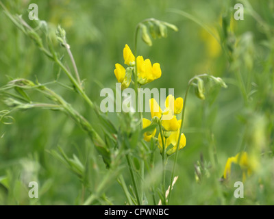 Meadow vetchling / Lathyrus pratensis / Wiesen-Platterbse Stock Photo
