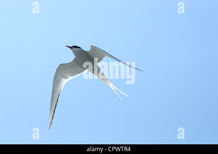 An Arctic Tern in flight Stock Photo