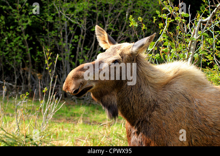 Head shot of a young moose close up with green vegetation in the background. Stock Photo
