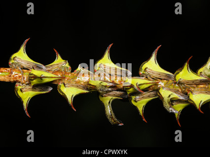 Thornbugs (treehoppers), Umbonia crassicornis, Tortuguero National Park, Costa Rica Stock Photo