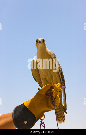 Falcon perched on man's hand, Dubai, United Arab Emirates Stock Photo