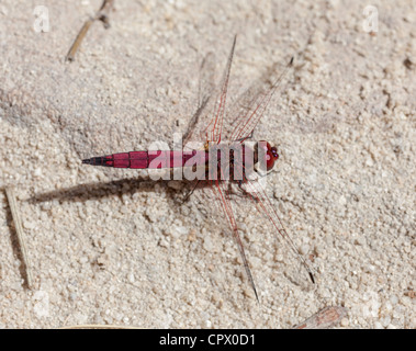 Violet Dropwing, Trithemis annulata, Isalo National Park, Madagascar Stock Photo