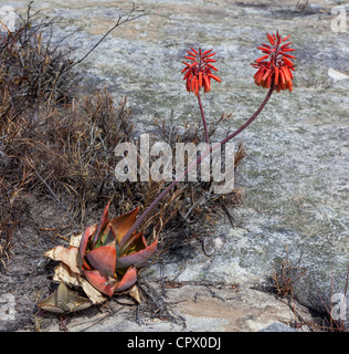 Isalo Aloe,  Aloe isaloensis,  Isalo National Park, Madagascar Stock Photo