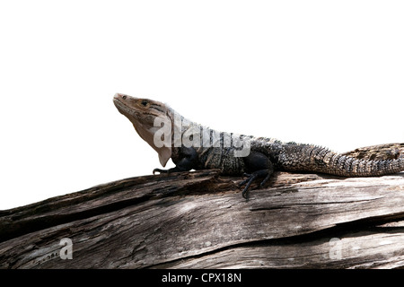 Isolated black spiny-tailed Iguana on a branch Stock Photo