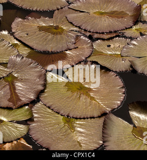 Water Lilly leaves in lake at Las Terraces Cuba Stock Photo