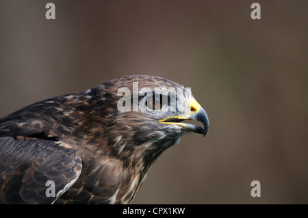 Portrait of Common Buzzard Stock Photo