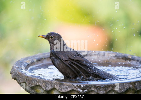 Turdus merula . Female blackbird washing in a bird bath Stock Photo
