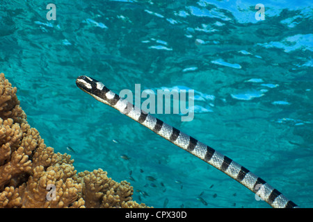 Free-swimming Sea Snake Stock Photo