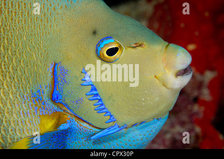 Closeup of Blue Angelfish Stock Photo