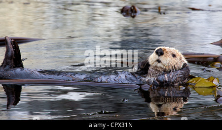 Sea otter resting in Kelp Bed Stock Photo