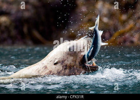 Sea Lion catches fish Stock Photo