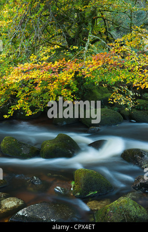 autumn colours along the East Dart River, Dartmoor, Devon, England, UK Stock Photo
