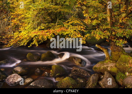 autumn colours along the East Dart River, Dartmoor, Devon, England, UK Stock Photo