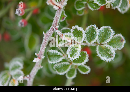 frost on rosehips in our garden, Somerset, England, UK Stock Photo
