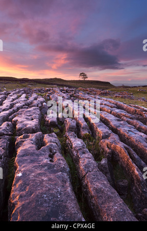 a limestone pavement on Malham Moor at dawn, Yorkshire Dales, England, UK Stock Photo