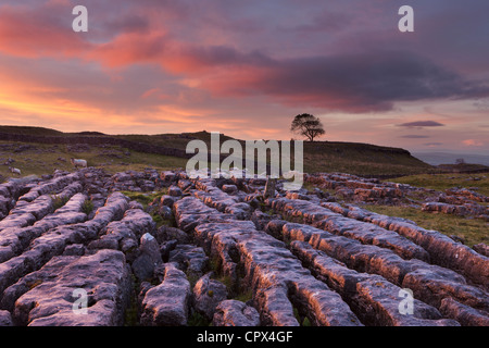 a limestone pavement on Malham Moor at dawn, Yorkshire Dales, England, UK Stock Photo