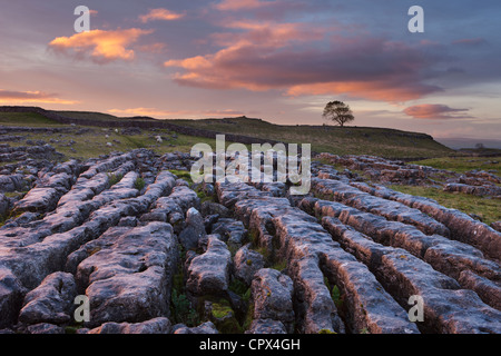 a limestone pavement on Malham Moor at dawn, Yorkshire Dales, England, UK Stock Photo