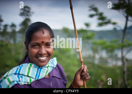a tea plucker on a plantation near Hatton, Central Highlands, Sri Lanka Stock Photo