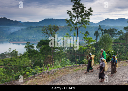 tea pluckers on their way to work on a plantation near Hatton, Central Highlands, Sri Lanka Stock Photo