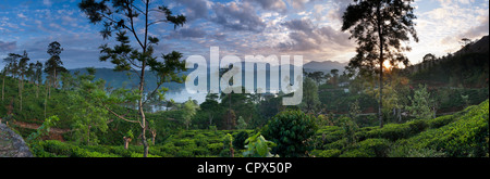 a tea plantation near Hatton, Central Highlands, Sri Lanka Stock Photo