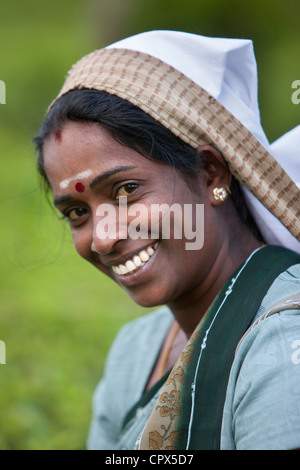 a tea plucker on the Pedro Estate, Nuwara Eliya, Central Highlands, Sri Lanka Stock Photo