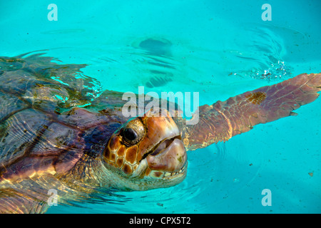 Giant sea turtle close shot Stock Photo