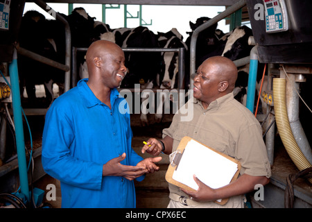 Black farmer stands in a milking house with his worker, surrounded by cows Stock Photo