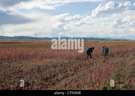 Two men harvesting quinoa in a field in the Peruvian Andes. Stock Photo