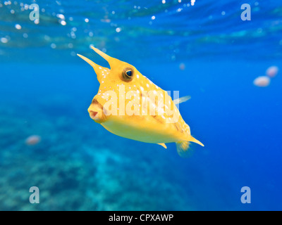 A longhorn cowfish (Lactoria cornuta) underwater closeup Stock Photo