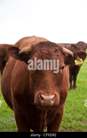 Young Devon Ruby Red beef cattle in a pasture Stock Photo