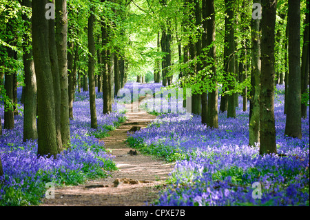 Bluebells in full bloom covering the floor in a carpet of blue in a beautiful beach tree woodland in Hertfordshire, England, UK