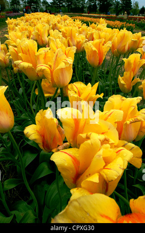 Yellow tulips in bloom at Tulip Time festival in Holland, Michigan. Stock Photo