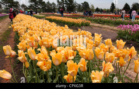 Tourists viewing yellow tulips in bloom at Tulip Time festival in Holland, Michigan. Stock Photo