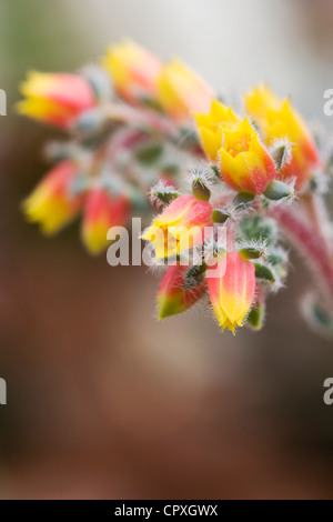 Echeveria setosa flower. Mexican firecracker plant growing in a protected environment.
