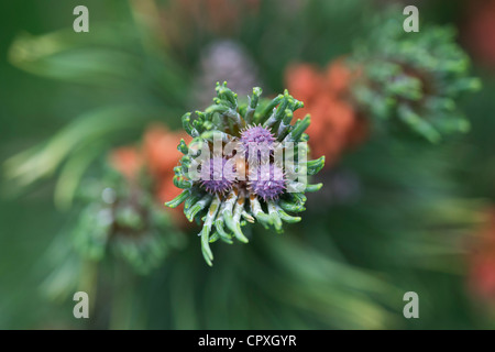 Pinus mugo. Swiss mountain pine or Mugo Pine Stock Photo