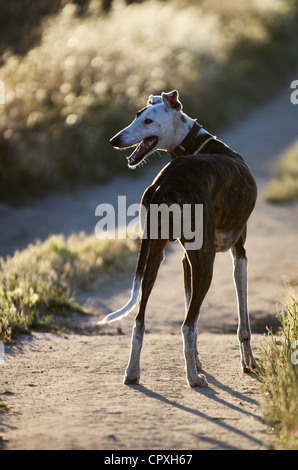 Spanish greyhound in nature Stock Photo