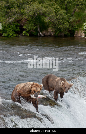 Two Grizzly Bears (Brown Bears) on top of Brooks Falls.  One bear has caught a fish and has it in his mouth Stock Photo