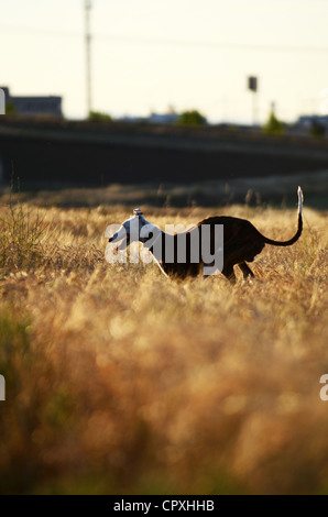 Spanish greyhound in nature Stock Photo