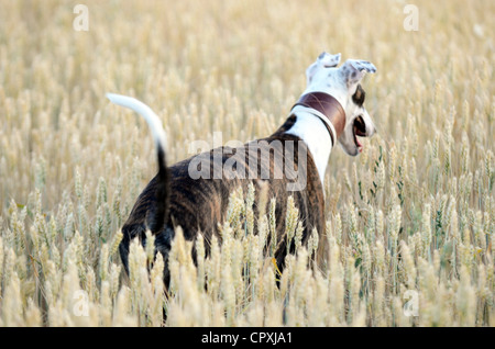 Spanish greyhound in nature Stock Photo