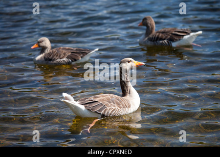 Greylag geese, Anser anser, on Tarn Hows lake in the Lake District National Park, Cumbria, UK Stock Photo